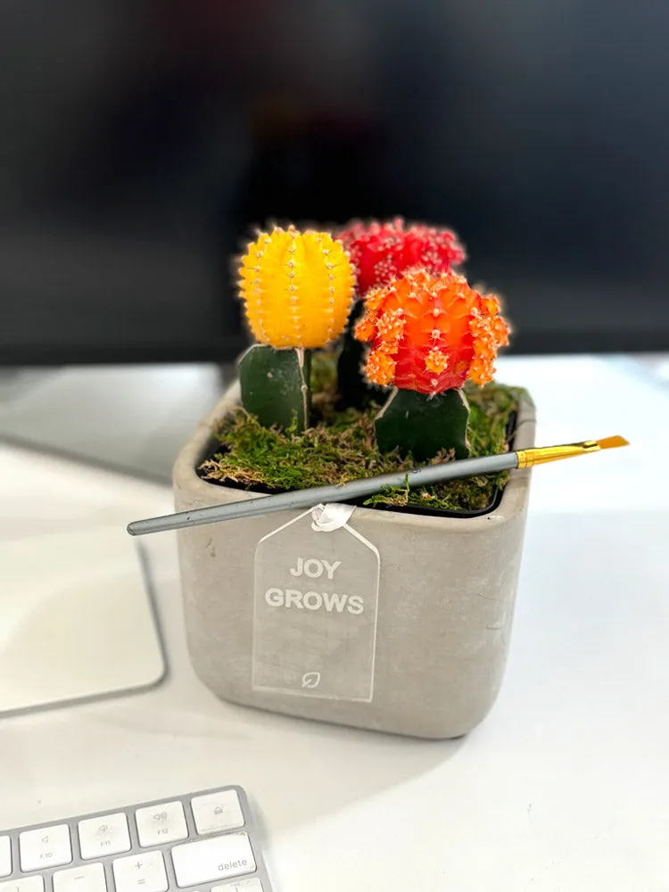 Colorful Moon Cactus Desktop Garden
